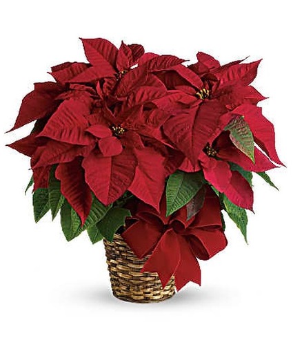 Red Poinsettia (2 Sizes Available) Plant