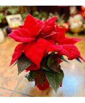 Red Poinsettia 4" Christmas Plant