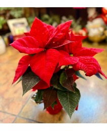 Red Poinsettia 4" Christmas Plant