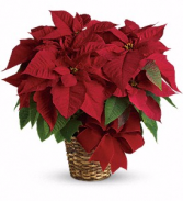 C*  Red Poinsettia ONLY AVAILABLE IN DECEMBER.