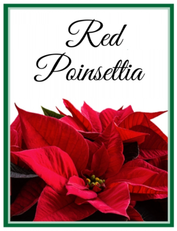 Red Poinsettia