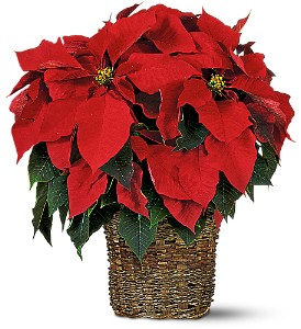 Red Poinsettia in Clinton, AR | Main Street Florist & Gifts Red Poinsettia in Clinton, AR | Main Street Florist & Gifts