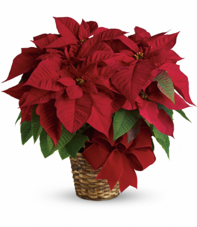 Decorated Poinsettia(Red/ White/ Pink) 