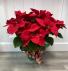 Large Red Poinsettia 