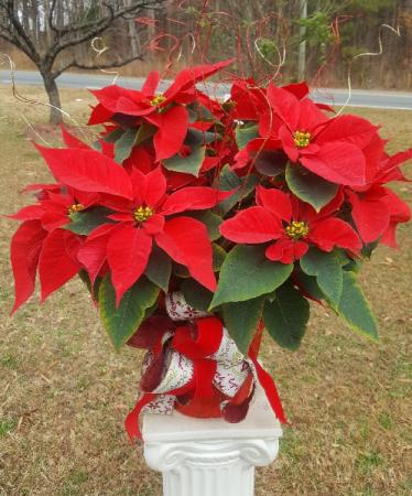 *HOT DEAL*  Vibrant Red Poinsettia 