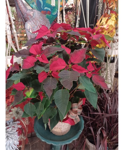 Red Poinsettia 