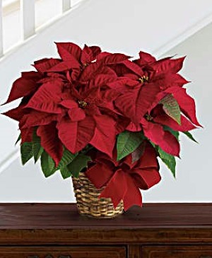 RED POINSETTIA 