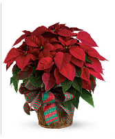 Red Poinsettia 