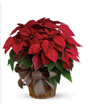 Red Poinsettia 