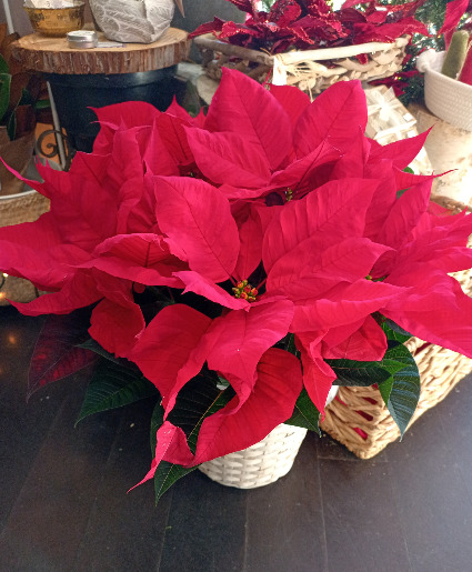 Large Red Poinsettia 