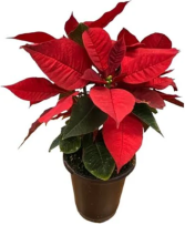 Red Poinsettia 