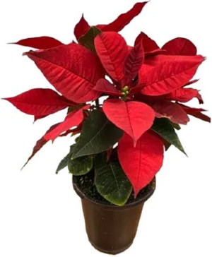 Red Poinsettia 