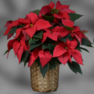 Red Poinsettia  Blooming Plant
