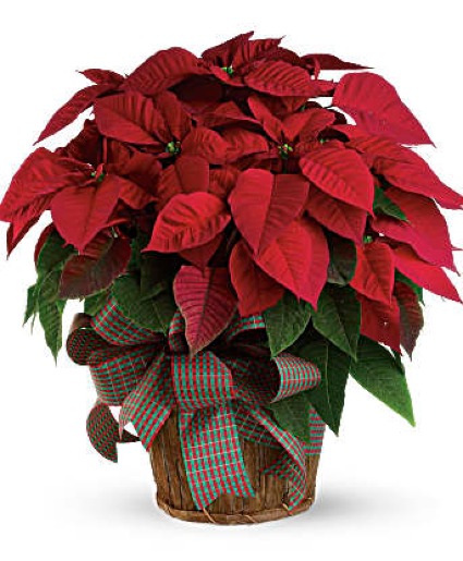 Red Poinsettia Basket and bow