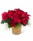 Red Poinsettia Basket Flower Arrangement