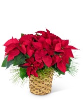 Red Poinsettia Basket Flower Arrangement