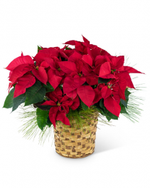 Red Poinsettia Basket Plant