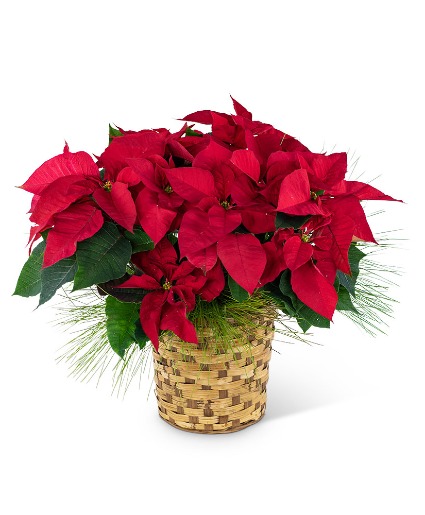 Red Poinsettia Basket Plant