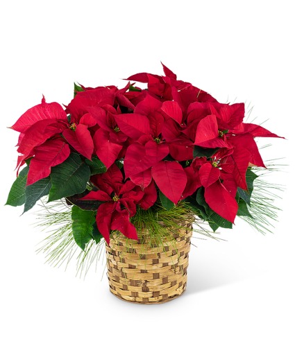 Red Poinsettia Basket Plant