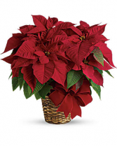 Red Poinsettia Blooming Plant