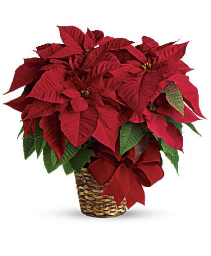 Red Poinsettia Blooming Plant