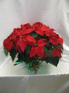 Red Poinsettia Blooming Plant