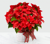 Red Poinsettia Christmas