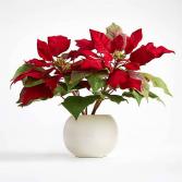 Vibrant Red Poinsettia Flowering Plant Christmas 