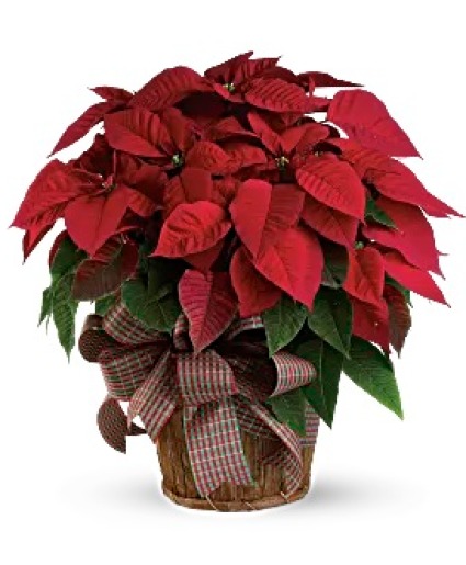 Red Poinsettia Christmas