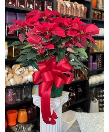 Red Poinsettia Christmas in Acworth, GA | Davis Flowers