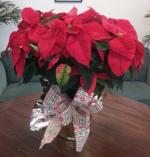 Red Poinsettia Christmas Plant in Bluffton, SC | BERKELEY FLOWERS & GIFTS Red Poinsettia Christmas Plant in Bluffton, SC | BERKELEY FLOWERS & GIFTS