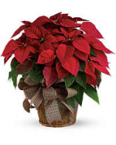 RED POINSETTIA DRESSED