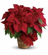 Red Poinsettia  EN-13W