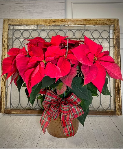 Red Poinsettia Flowering Plant