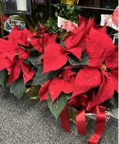 Red Poinsettia Flowering Plant