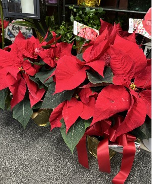 Red Poinsettia Flowering Plant