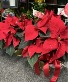 Red Poinsettia Flowering Plant