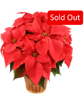 Red Poinsettia Flowering Plant