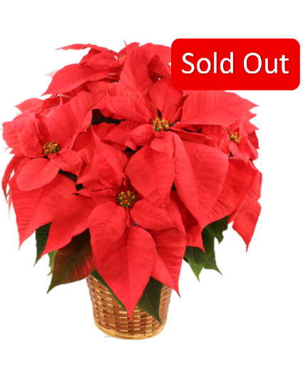 Red Poinsettia Flowering Plant