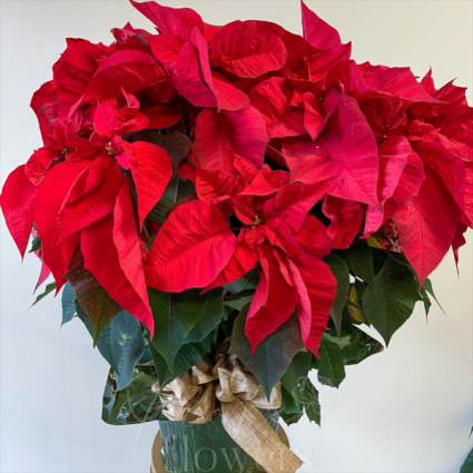 Red Poinsettia Holiday Plant
