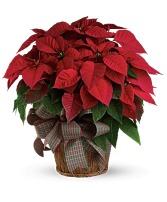 Red Poinsettia In A Basket With Bow 