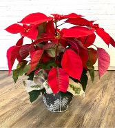 Red Poinsettia in Christmas  Bucket 