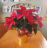 6in Red Poinsettia in Gold Foil 