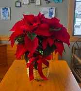 8in Red Poinsettia 
