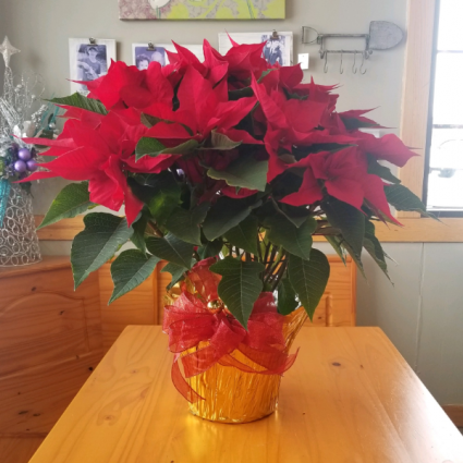 8in Red Poinsettia 