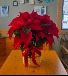 8in Red Poinsettia 