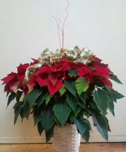Red Poinsettia Medium or Large Holiday Plant