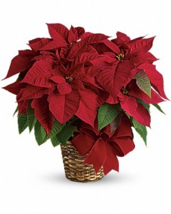 Red Poinsettia  Plant in Riverside, CA | Willow Branch Florist of Riverside