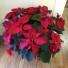 10" Red Poinsettia Plant 