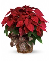 Red Poinsettia  Plant 